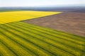 Aerial view of yellow rapeseed field. Aerial view agricultural Royalty Free Stock Photo