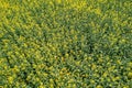 Aerial view of yellow rapeseed field. Aerial view agricultural Royalty Free Stock Photo