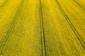 Aerial view of yellow rapeseed field. Aerial view agricultural Royalty Free Stock Photo