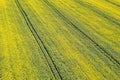 Aerial view of yellow rapeseed field. Aerial view agricultural Royalty Free Stock Photo