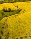 Aerial view of a yellow rapeseed field, the agricultural fields Royalty Free Stock Photo