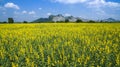 Aerial view of yellow sunhemp flowers field in agricuilture mead Royalty Free Stock Photo