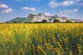 Aerial view of yellow sunhemp flowers field in agricuilture mead Royalty Free Stock Photo