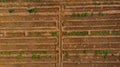 Aerial view of young banana plant farm with surface irrigation system,like a man made maze. Royalty Free Stock Photo