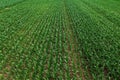 Aerial view of young green corn crops seedling in cultivated field, endless rows of cereal plants in diminishing perspective from Royalty Free Stock Photo