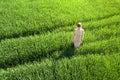 Aerial view of a young woman standing in green wheat field Royalty Free Stock Photo