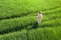 Aerial view of a young woman standing in green wheat field Royalty Free Stock Photo