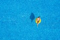 Aerial view of young woman swimming on the inflatable big yellow ring in pool Royalty Free Stock Photo