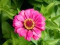 Aerial view of a Zinnia flower with purple petals of large stamens with yellow pollen