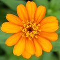 Aerial view of Zinnia folower