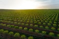 Aerial views of almond tree plantation in Alentejo, Portugal