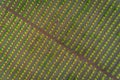 Aerial views of almond tree plantation in Alentejo, Portugal