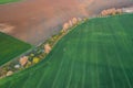 Green wheat fields in spring time Royalty Free Stock Photo