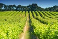 Aerial of vineyard in Coonawarra region Royalty Free Stock Photo