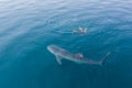 Aerial of Whale Shark and Snorkelers Royalty Free Stock Photo