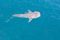 Aerial of Whale Shark Swimming at Surface in Pacific Ocean Royalty Free Stock Photo