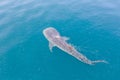 Aerial of Whale Shark Swimming at Surface Royalty Free Stock Photo