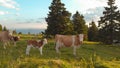 AERIAL: White and brown cows standing in a meadow on a sunny day in Slovenia. Royalty Free Stock Photo