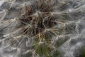 Aerial white dandelion close - up in macro mode