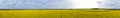 Aerial wide panoramic view on yellow field of blooming rapeseed with trees, sky, soil spot in the middle and tractor tracks