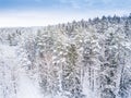 Aerial winter forest view. Drone landscape. White trees with snow background. High modern photogra