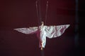 Aerialist with wings