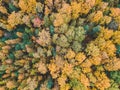 Aerialphoto of coniferous and deciduous forests, pine, fir, fall. Northern landscape