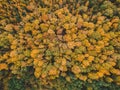 Aerialphoto of coniferous and deciduous forests, pine, fir, fall. Northern landscape