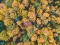 Aerialphoto of coniferous and deciduous forests, pine, fir, fall. Northern landscape