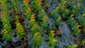 An aerian view of colored sunflowers Royalty Free Stock Photo