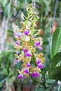 Aerides houlletiana,orchid flower. Royalty Free Stock Photo