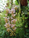 Aerides Odorata, my Orchid Species Collections