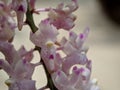 Aerides odorata orchid flowers Royalty Free Stock Photo