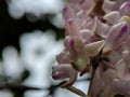 Aerides odorata orchid flowers