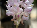 Aerides odorata orchid flowers Royalty Free Stock Photo