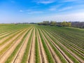 Aeriel view on foeld with rows of green asparagus vegetables, organic farm in Europe Royalty Free Stock Photo