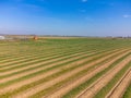 Aeriel view on foeld with rows of green asparagus vegetables, organic farm in Europe Royalty Free Stock Photo