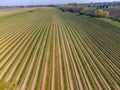 Aeriel view on foeld with rows of green asparagus vegetables, organic farm in Europe Royalty Free Stock Photo