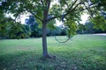 Aero hoop hanging from a tree branch in the middle of a deserted park. Concept aerial hoop, pole dance, fitness Royalty Free Stock Photo