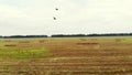 aero video filming. a large field of mown wheat, after harvesting. many sheaves, large bales of straw. day summer Royalty Free Stock Photo