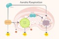 aerobic respiration