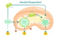 aerobic respiration vector illustration diagram