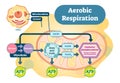 Aerobic Respiration bio anatomical vector illustration diagram