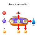 Aerobic Respiration. Cellular Respiration