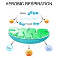 Aerobic respiration. Glycolysis and ATP Synthesis in mitochondria Royalty Free Stock Photo