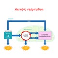 Aerobic respiration and Krebs cycle in Mitochondrion Royalty Free Stock Photo