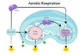 aerobic respiration vector illustration graphic