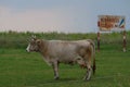 Aerodrome rusty sign with a cow