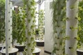 Aeroponic Garden Royalty Free Stock Photo