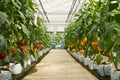 Aeroponics plantation in glasshouse Royalty Free Stock Photo